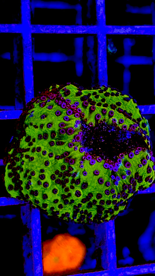 Green Purple Polyp Montipora