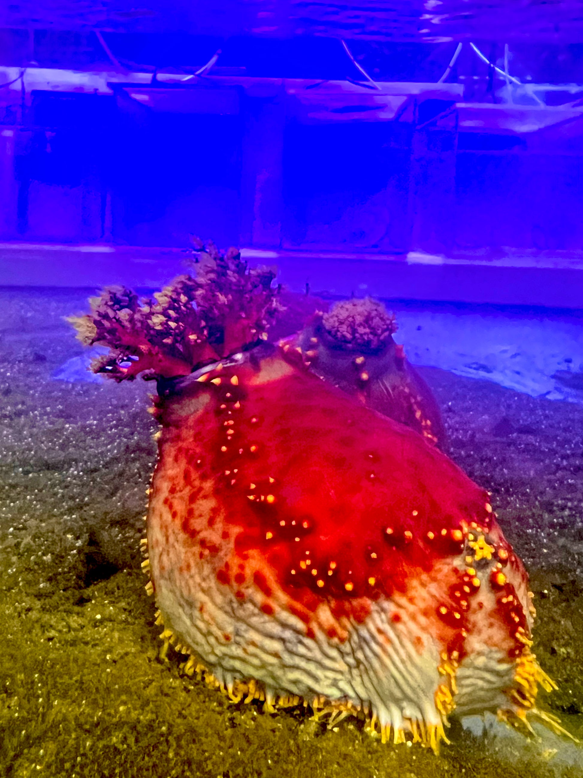 Sea Apple Anemone - Violet Aquarium 