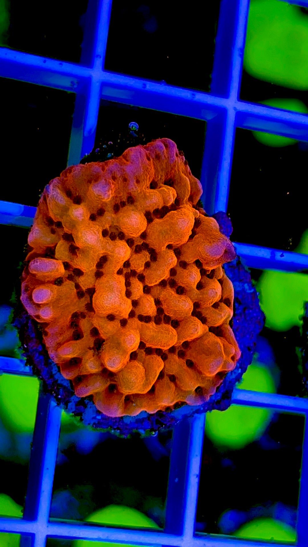 Orange Plating Montipora