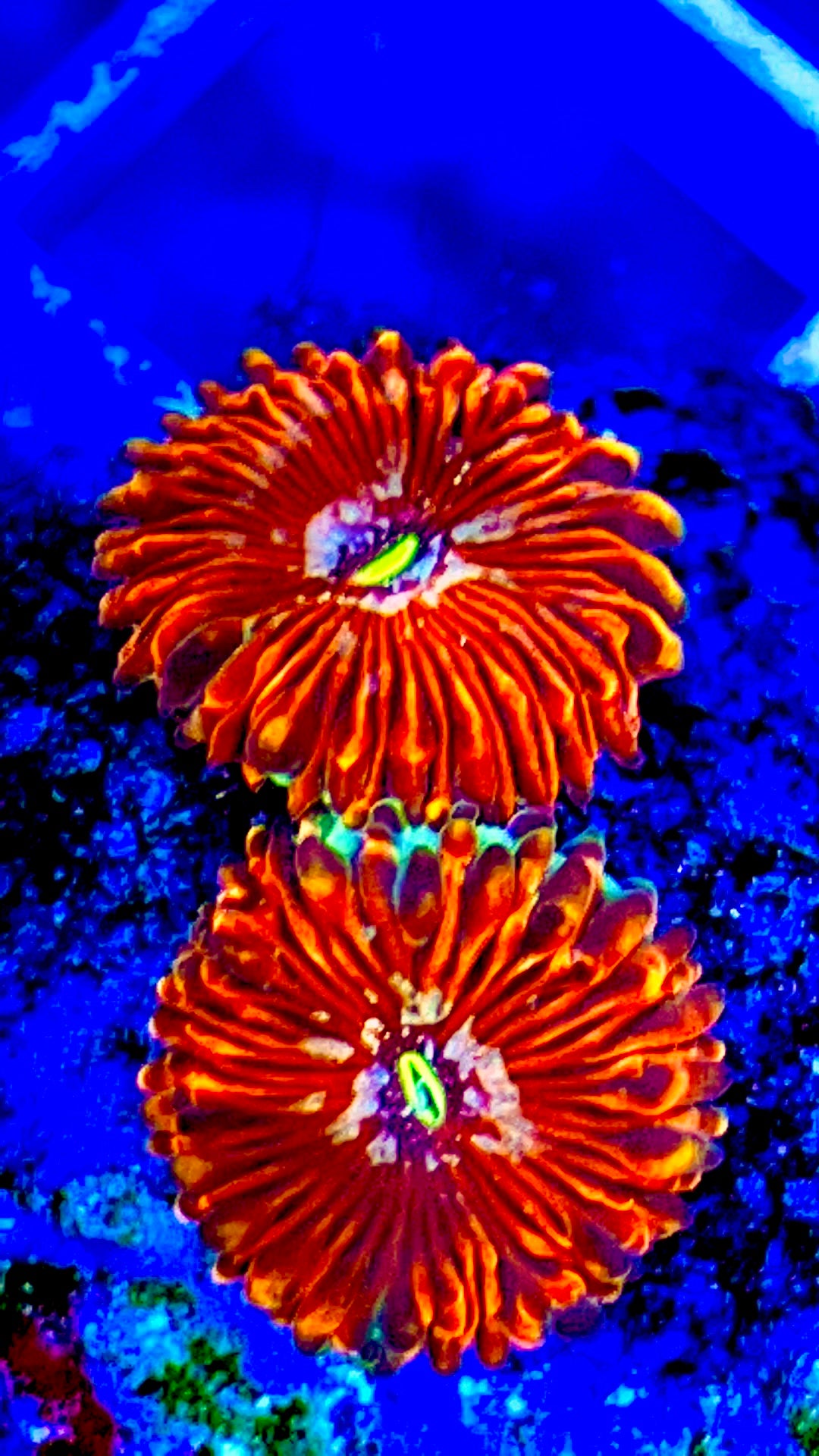 VA Red Palythoa - Violet Aquarium 