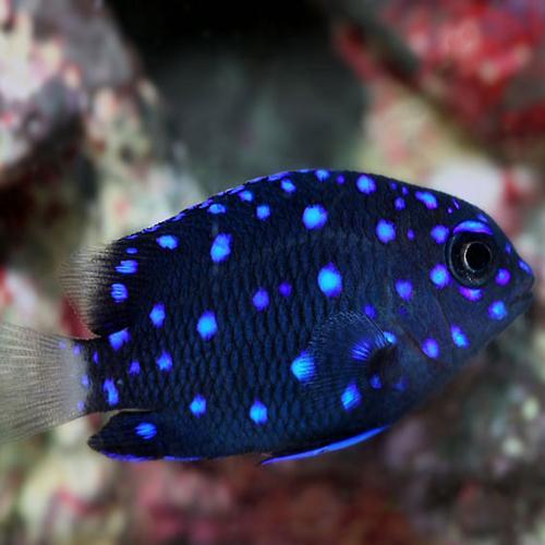 Pacific Jewel Damselfish - Violet Sea Fish and Coral