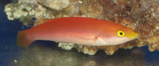 Smalltail Pencil Wrasse - Violet Sea Fish and Coral