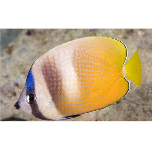 Klein's Butterflyfish - Violet Aquarium