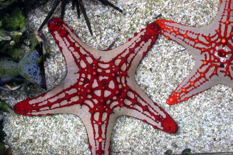 African Red Knob Starfish - Violet Sea Fish and Coral