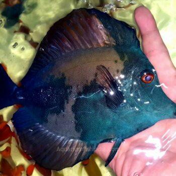 Rare Koi Scopas Tang Size: XXL/SHOW