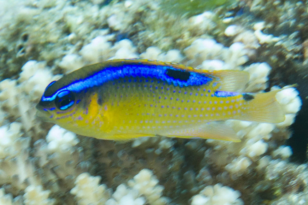 Pacific Surge Damselfish - Violet Sea Fish and Coral