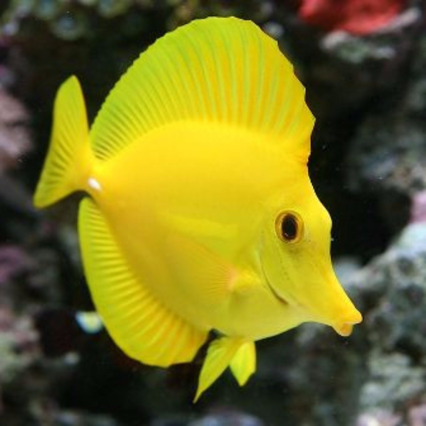Yellow Tang - Hawaii Banned collection. Whatever is left will be sold quickly. - Violet Aquarium