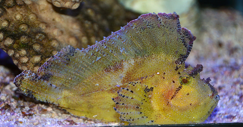 Yellow Golden Leaf Fish - Violet Sea Fish and Coral
