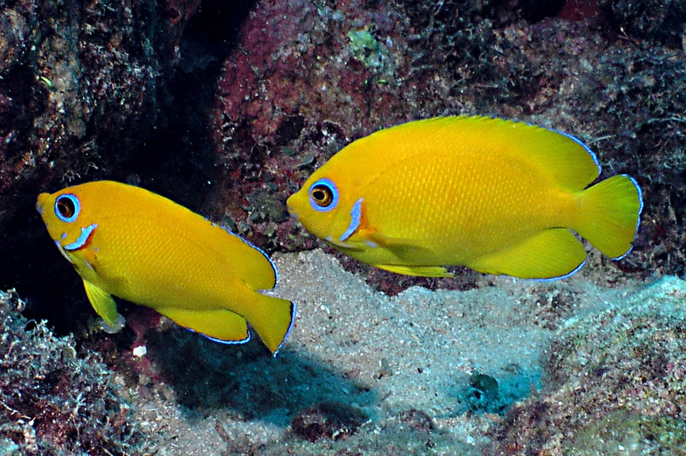 Lemonpeel Angelfish Size: S 1" to 2"