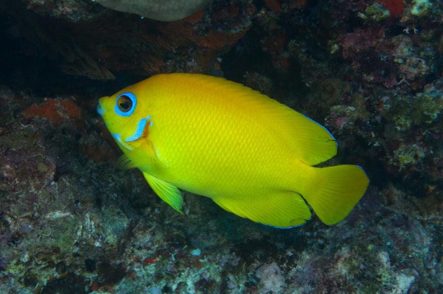 Lemonpeel Angelfish Size: S 1" to 2"