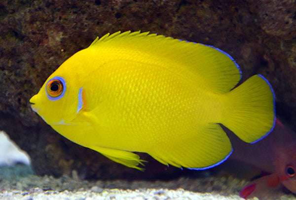 Lemonpeel Angelfish Size: S 1" to 2"