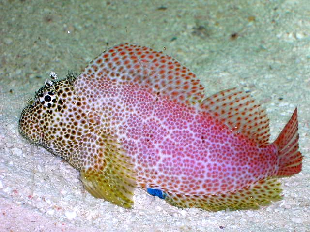 Red Rockskipper Leopard Rockskipper Blenny – Violet Aquarium