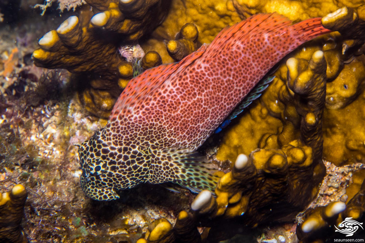 Jewelled Rockskipper Leopard Rockskipper Blenny – Violet Aquarium