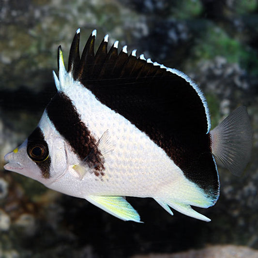 Burgess's Butterflyfish - Violet Sea Fish and Coral