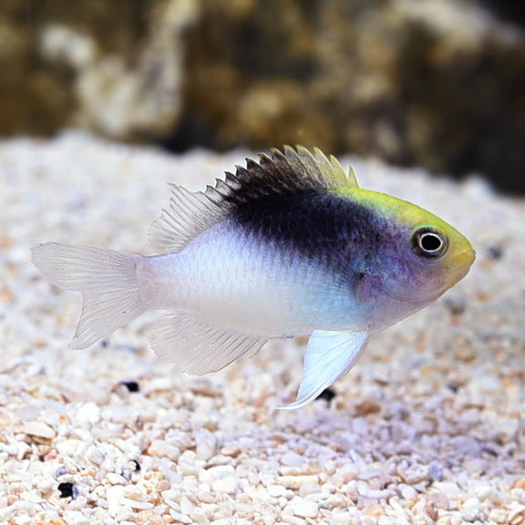 Rolland's Damselfish - Violet Sea Fish and Coral