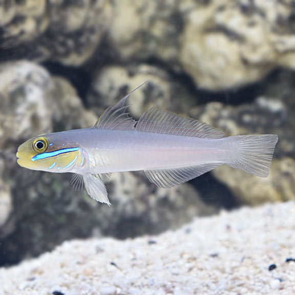 Golden Head Sleeper Goby - Violet Sea Fish and Coral