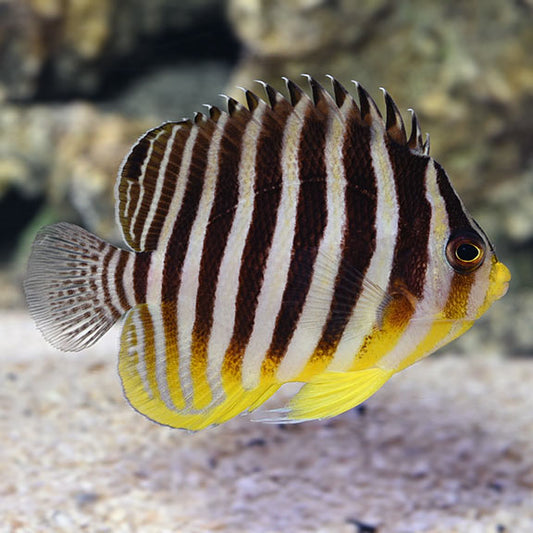 Multi Bar Angelfish - Violet Sea Fish and Coral