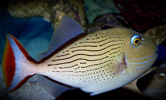 Rare Linespot Triggerfish Size: S 1" to 3"