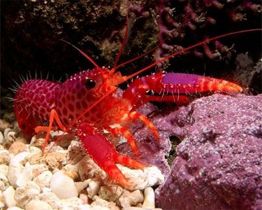 Purple Lobster - Violet Sea Fish and Coral
