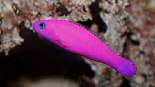 Strawberry Dottyback - Violet Sea Fish and Coral