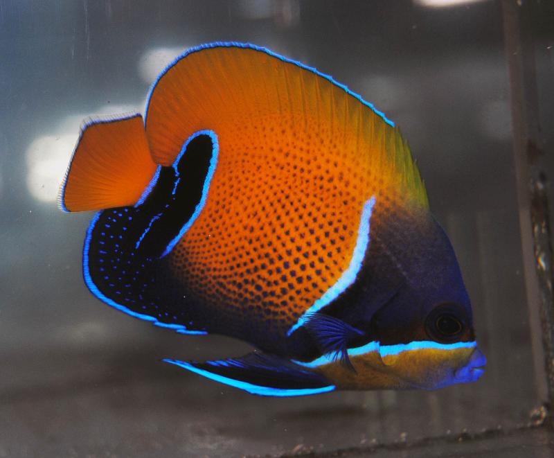 Majestic Angelfish - Violet Aquarium