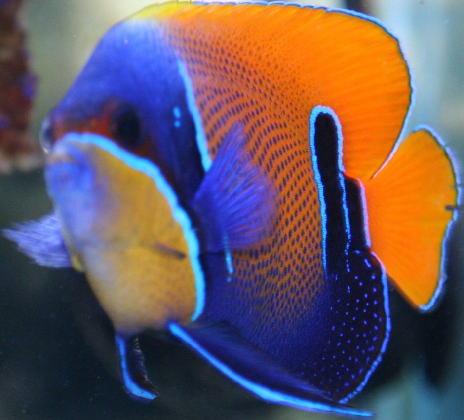 Majestic Angelfish - Violet Aquarium
