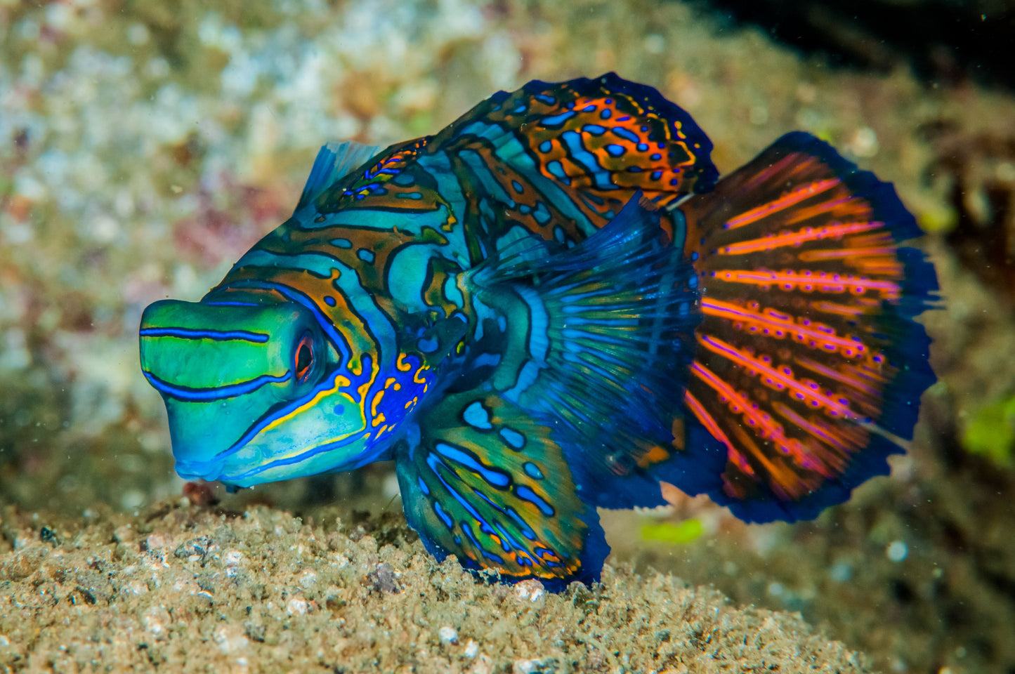 Green Mandarin Dragonet - Violet Sea Fish and Coral
