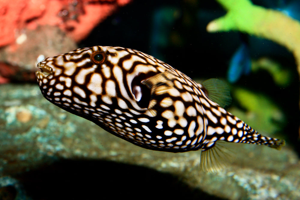 Mapa Puffer Mappa Pufferfish Size: L 4