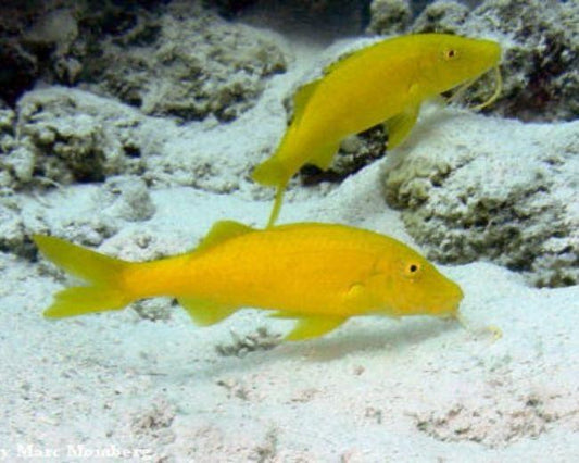 Yellow Goatfish - Violet Sea Fish and Coral