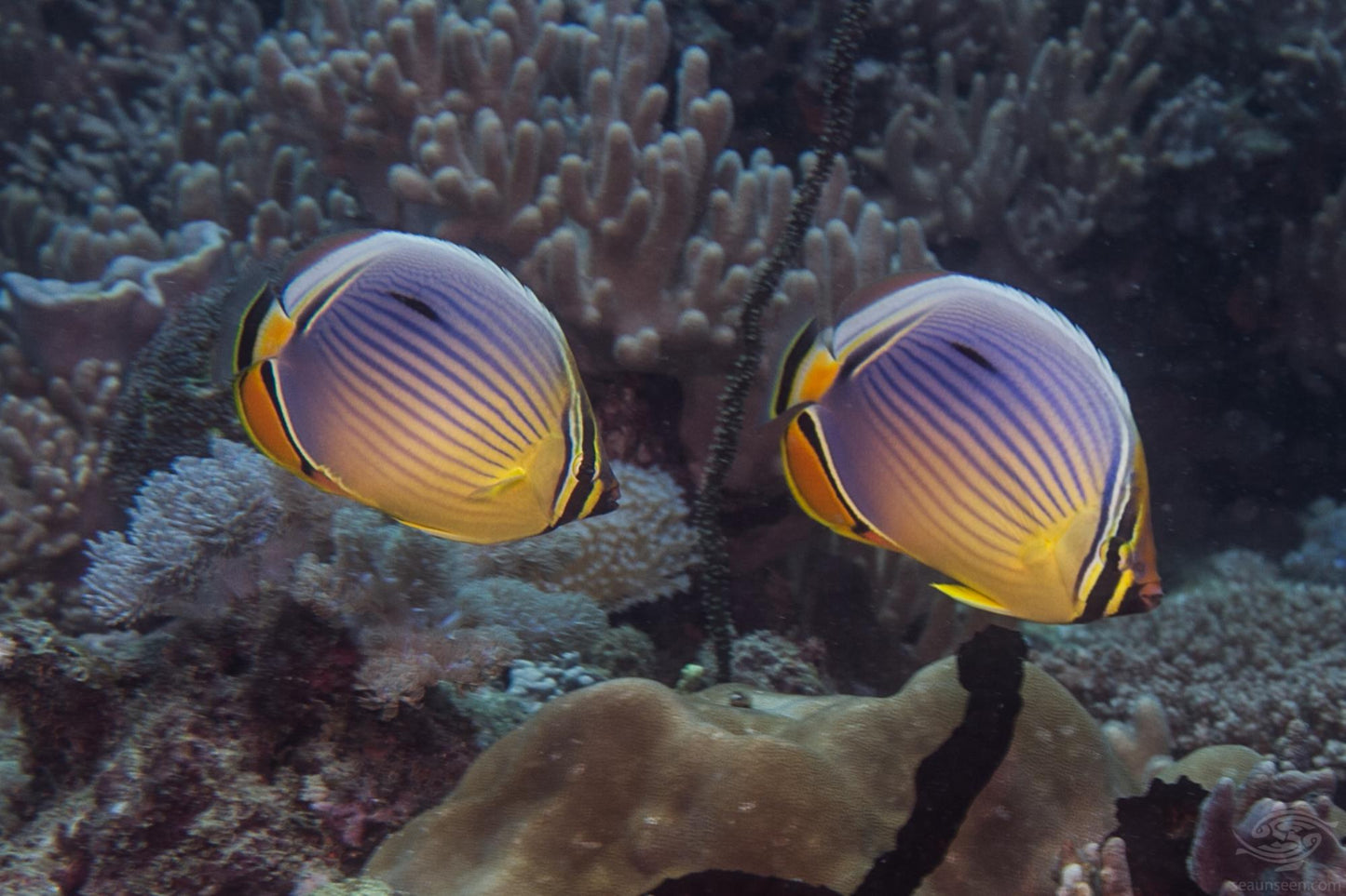 Melon Butterflyfish Size: S 2" to 2.5"