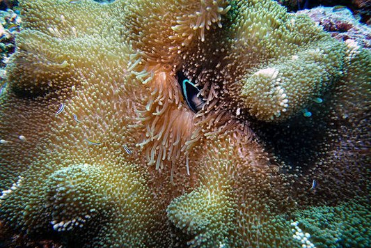 Mertensii Carpet Anemone Size : Show XXL 10" And Above