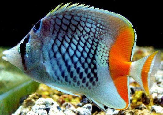 Mertensii Butterflyfish - Violet Sea Fish and Coral