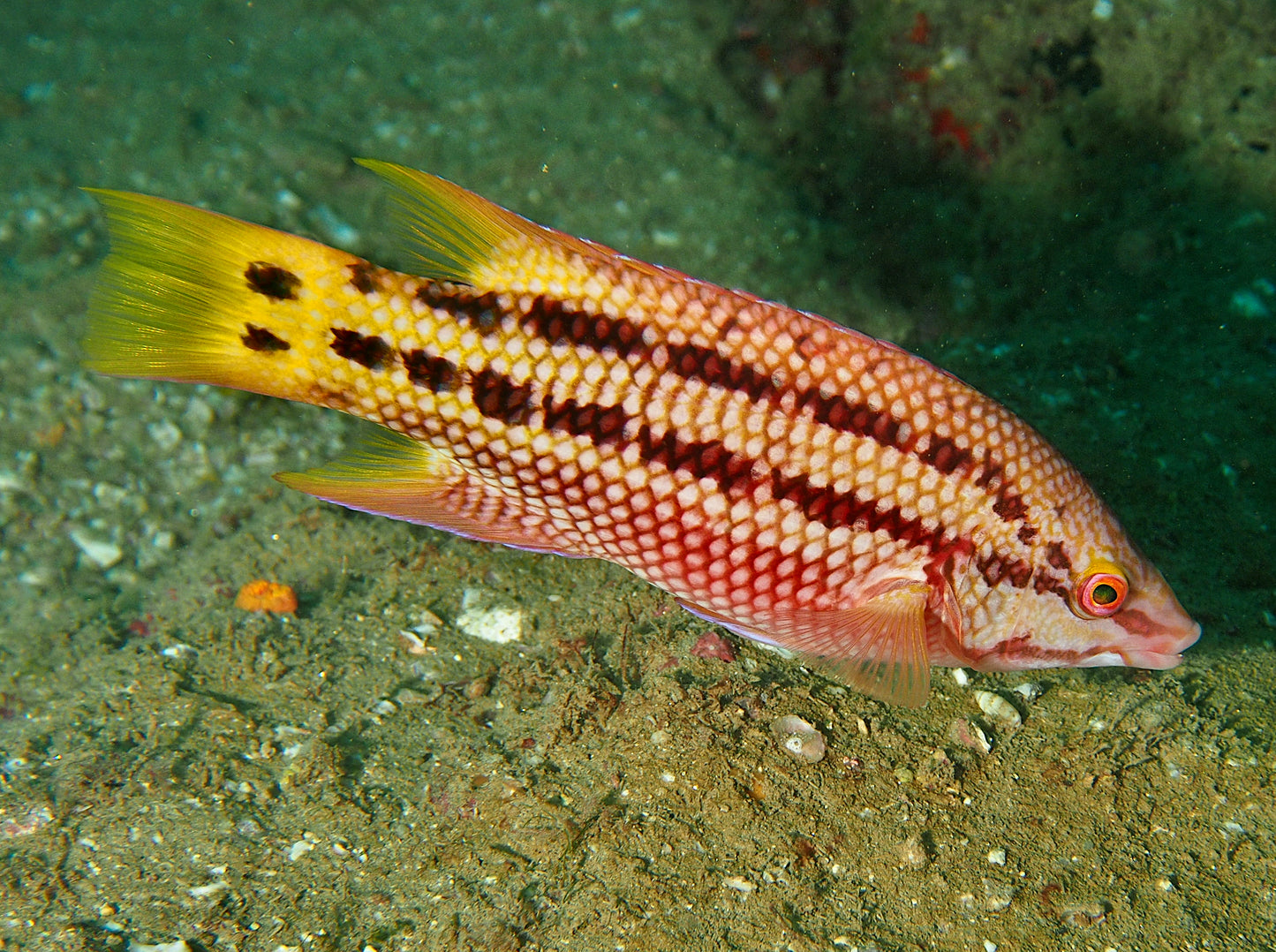 Mexican Hogfish (Costa Rica)