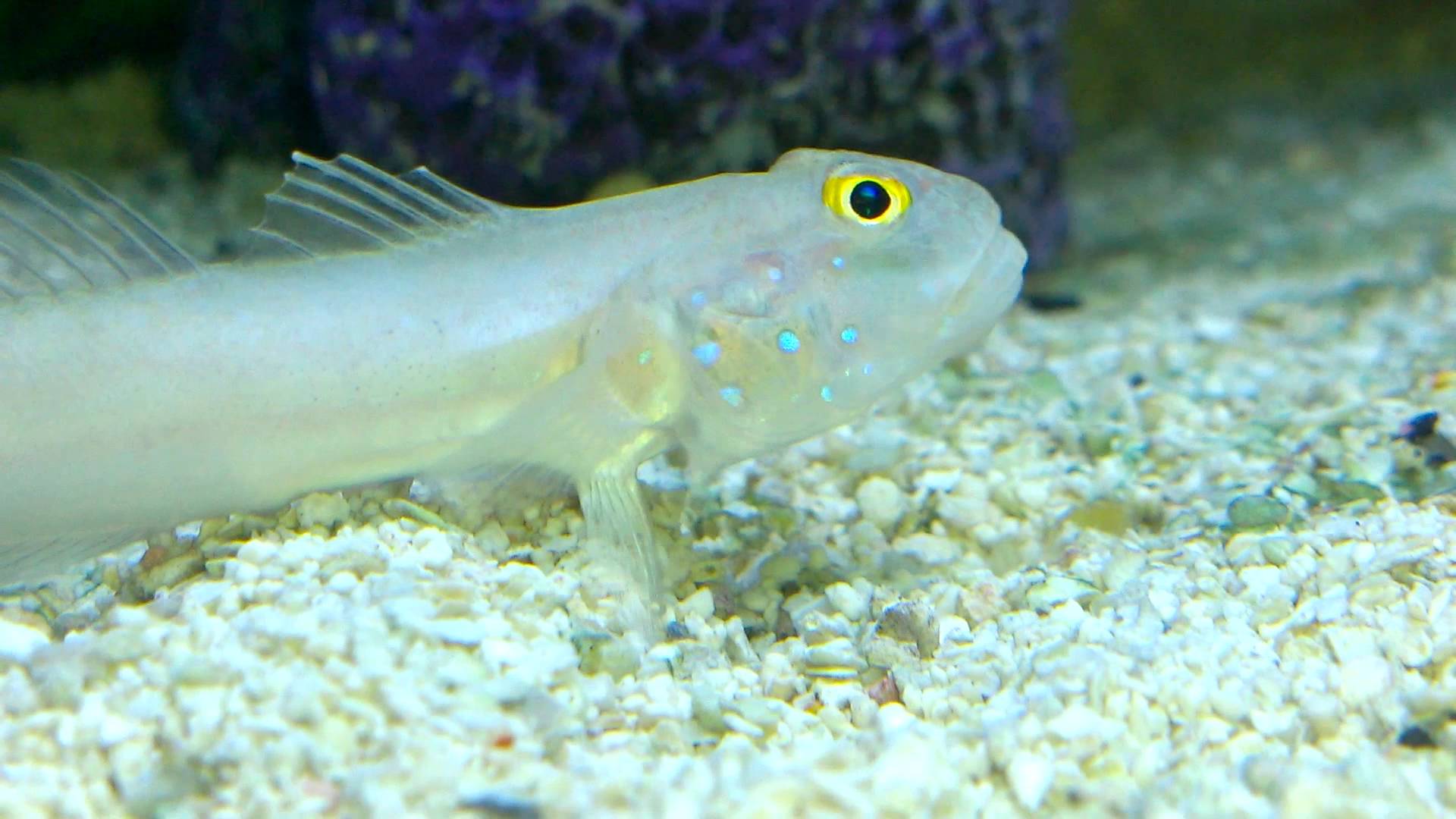 White Sand shifting Sleeper Goby Size: S 2