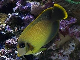 Hybrid Rare Vroliki Tang X Yellow Mimic Tang Fish M - Violet Sea Fish and Coral