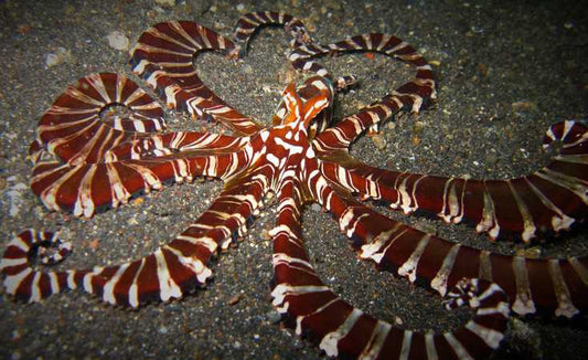True Mimic Octopus (Rare) Size: M 7" to 10"