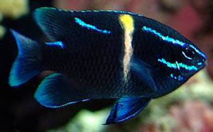Neon Velvet Damselfish - Violet Sea Fish and Coral