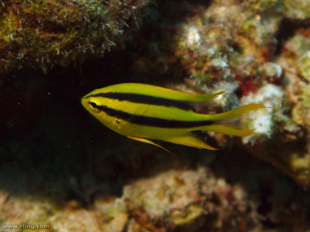 Black and Gold Chromis - Violet Sea Fish and Coral