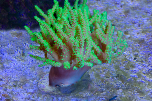Neon finger leather - Violet Sea Fish and Coral