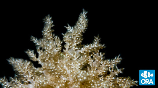 ORA Farm Nepthea Coral - Violet Sea Fish and Coral