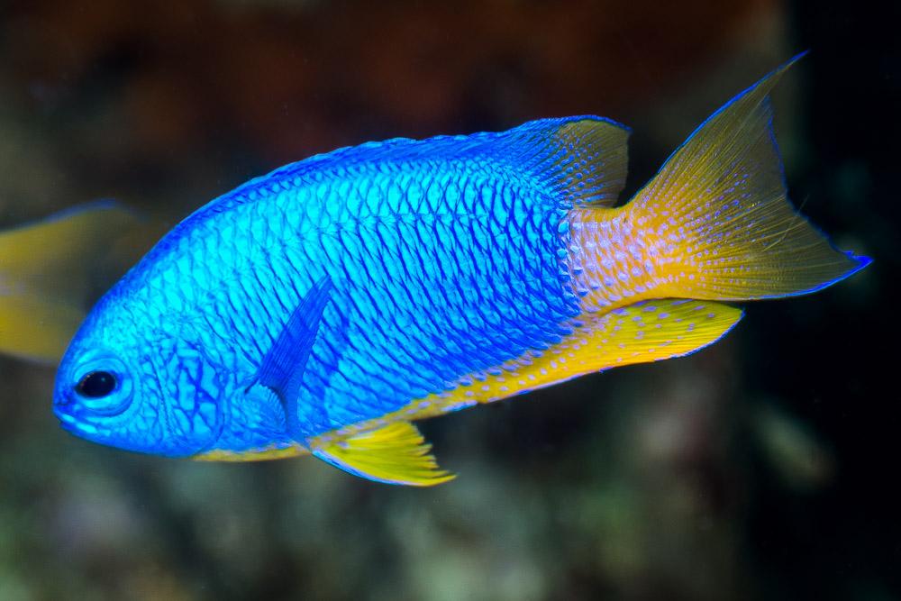 Caerulean Damselfish - Violet Sea Fish and Coral