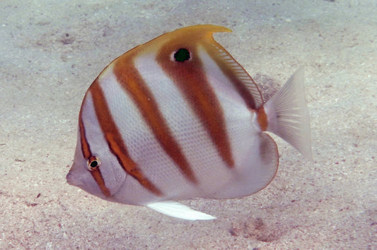 Ocellated Butterflyfish Size: 4" to 5"