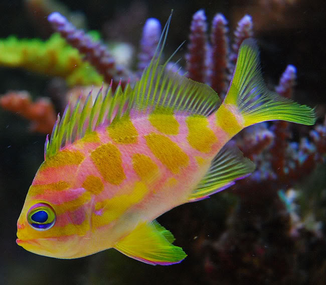 Borbonius Anthias - Violet Sea Fish and Coral