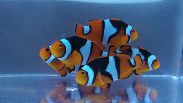 Onyx True Percula Clownfish Bali A GRADE