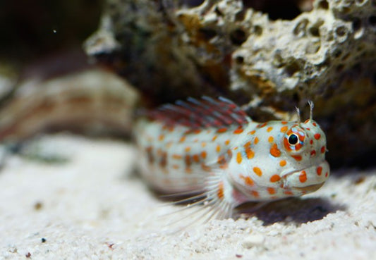 Orange Spotted Blenny (Maldives) - Violet Aquarium
