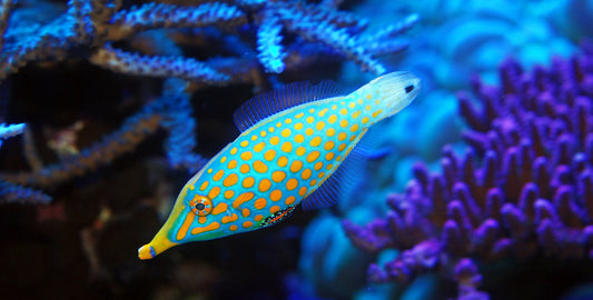 Orange Spotted Filefish - Violet Aquarium