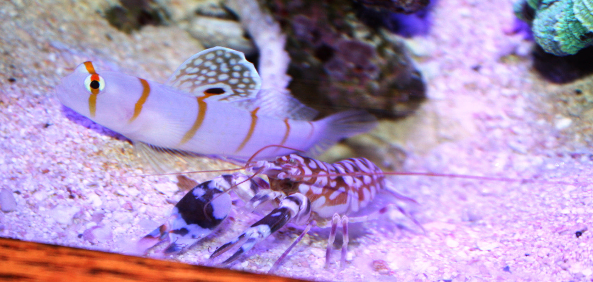 Randall's Goby - Violet Aquarium