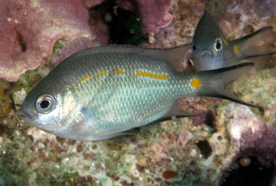 Orange Line Chromis - Violet Sea Fish and Coral