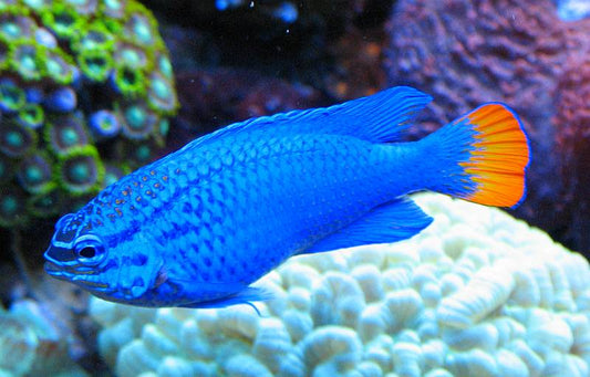 Orange Tail Male Blue Devil Damselfish