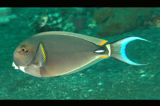 Pale Lipped white Spine Tang
